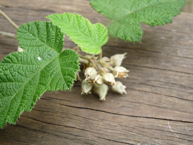 Wild raspberries